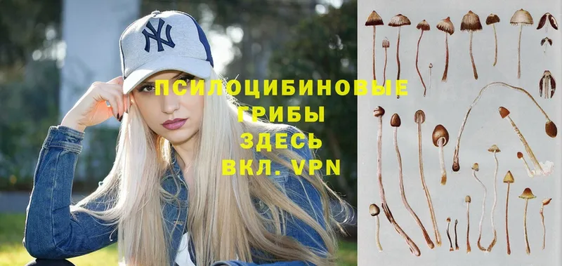 Галлюциногенные грибы Psilocybe  Кореновск 